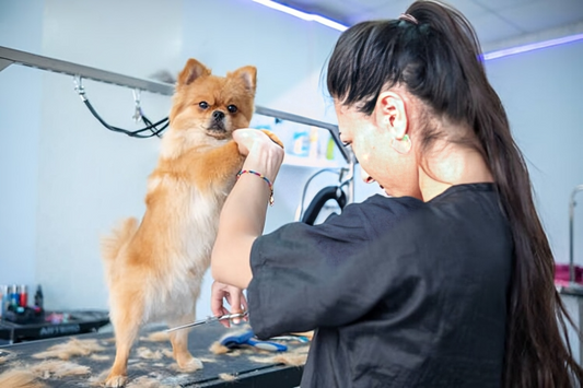 small dog grooming table