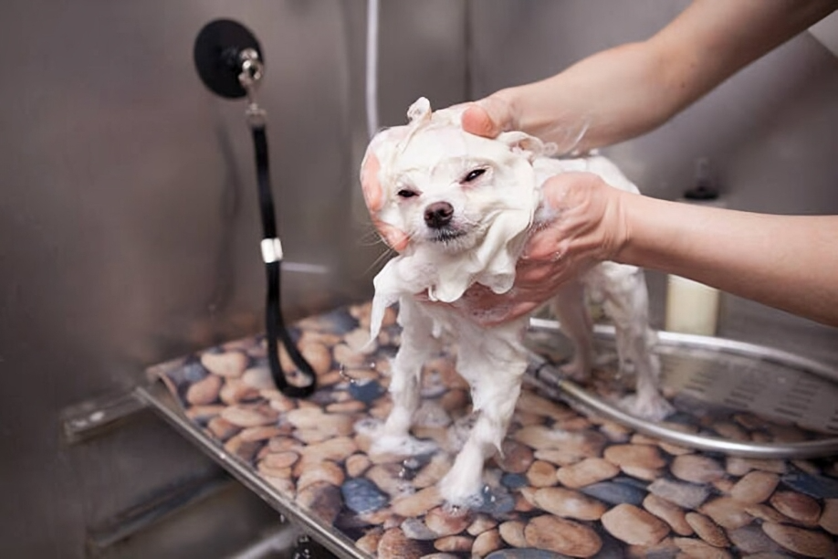 How often should you bathe your dog?