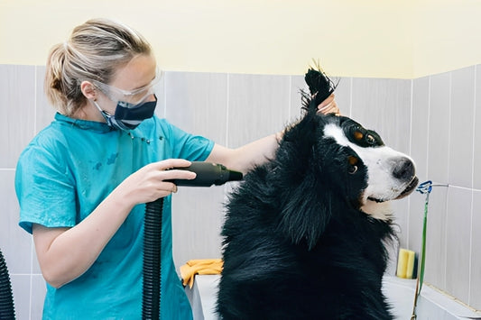how to groom a Bernese mountain dog