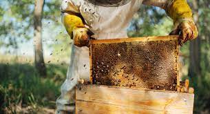 A Beginner's Guide to Properly Using a Beehive Beekeeping