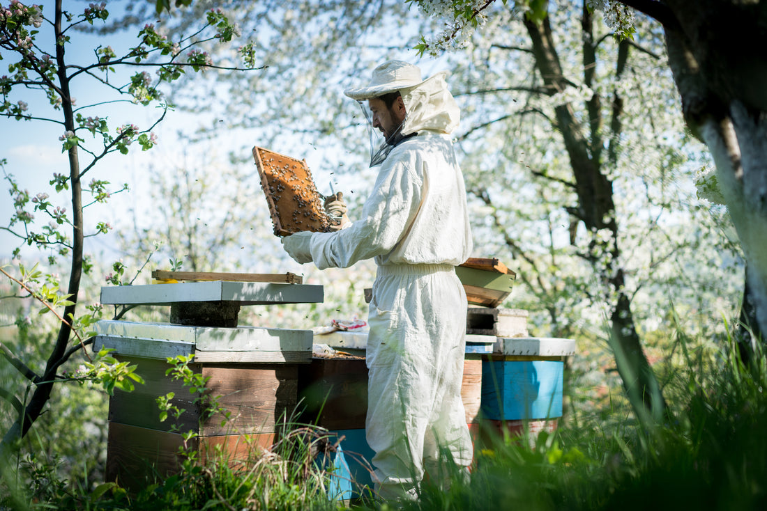 Exploring the Buzz about CO-Z Beehives