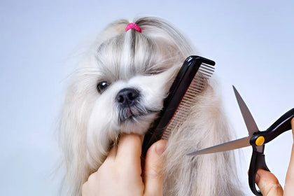 how to groom a shih tzu at home