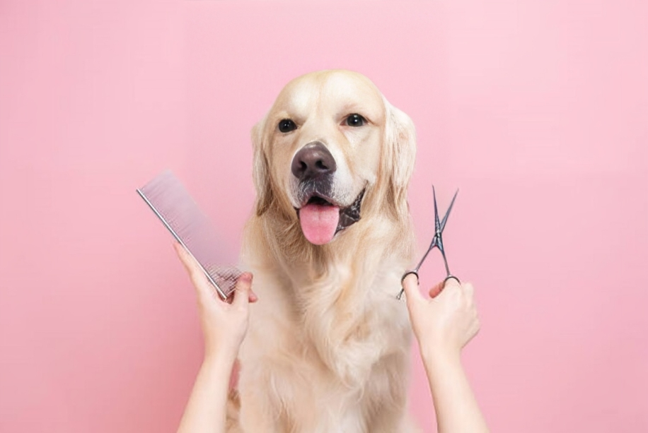 How Often Should You Groom Your Dog