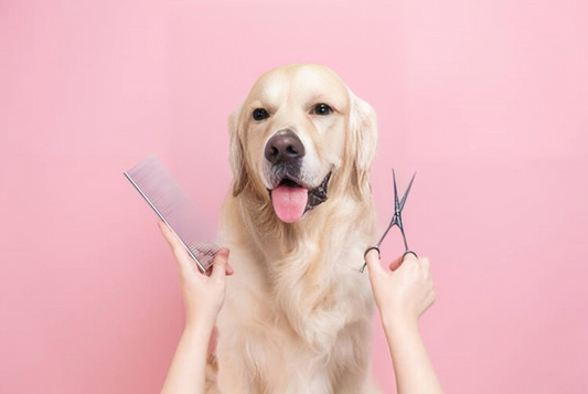 How Often Should You Groom Your Dog