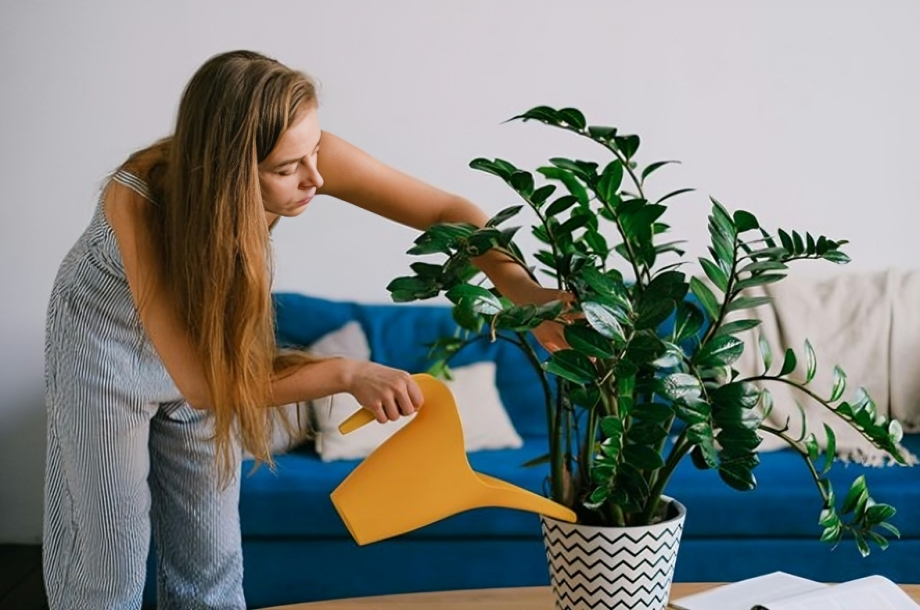Is Distilled Water Good for Plants? How to Use It for Plants
