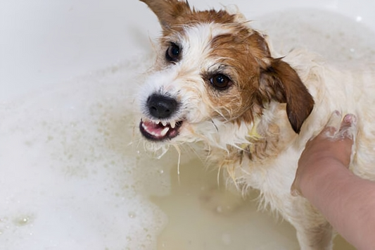 Why Your Dog Really Hates Bath Time