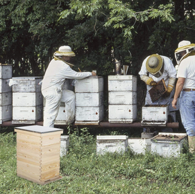 How to Assemble Your Beehive Box