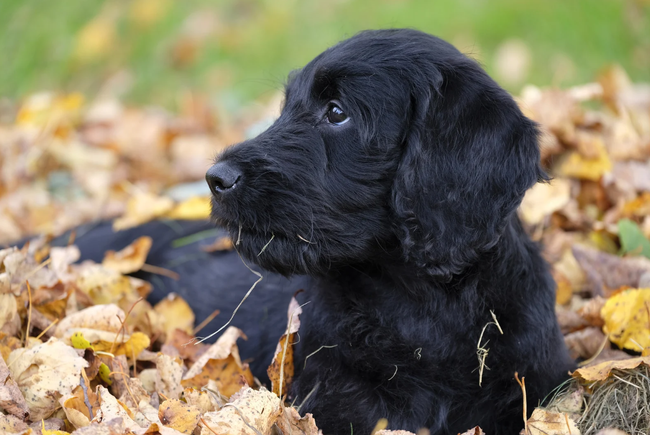 Tips And Tricks On How To Cut Black Dog Nails