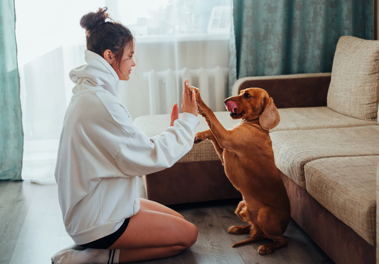 How to Choose a Perfect Dog Washing Station for Home