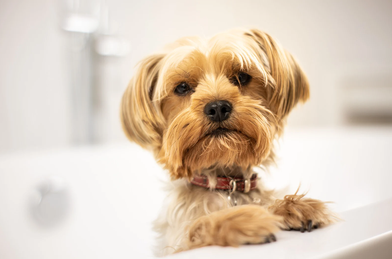 Why Do You Need to Buy a Stainless Steel Dog Wash Station?