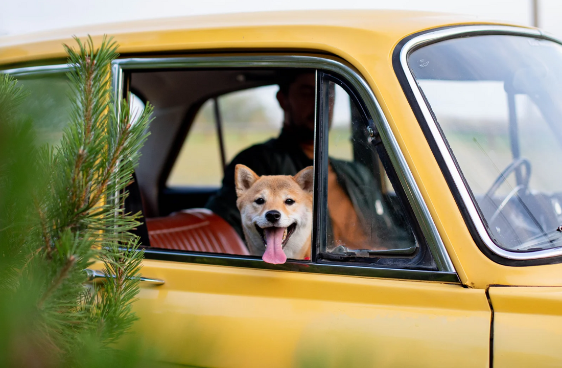 How To Get Dog Hair Out Of Car