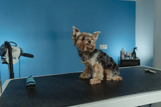 How to Groom a Yorkie: Complete Guide for Yorkshire Terriers