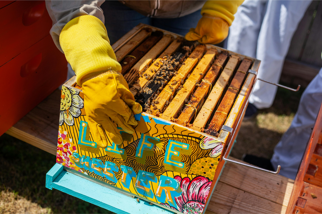 how to start a beehive