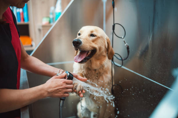 Home Dog Bathing Station